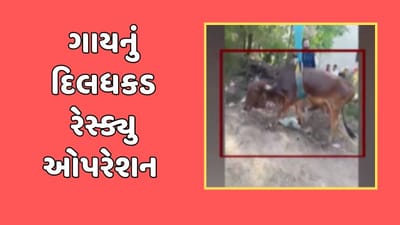 રાજકોટ વીડિયો : જસદણમાં 40 ફૂટ ઊંડા કૂવામાં ગાય ખાબકી, સ્થાનિકોએ કર્યુ રેસ્ક્યુ