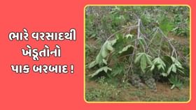 કમોસમી વરસાદે ધરતીપુત્રોની મહેનત અને આશા પર પાણી ફેરવ્યું ! કમોસમી વરસાદે ધરતીપુત્રોની મહેનત અને આશા પર પાણી ફેરવ્યું !