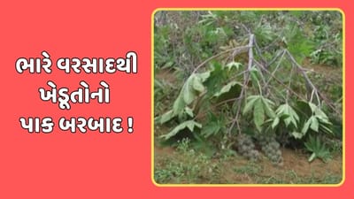 રાજકોટ વીડિયો : રાજકોટ પંથકમાં કમોસમી વરસાદે વેર્યો વિનાશ, કપાસ સહિતનો પાક થયો નષ્ટ