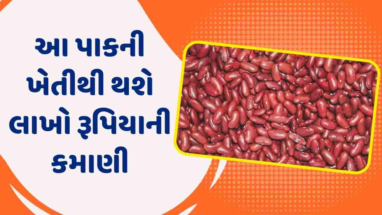 ખેડૂતોને આ પાકની ખેતીથી થશે લાખો રૂપિયાની કમાણી, જાણો તેની સુધારેલી જાત અને ખેતી પદ્ધતિ વિશે