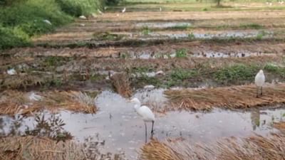 છોટા ઉદેપુરમાં કમોસમી વરસાદના કારણે અનેક પાકોને નુકસાન, સત્વરે સહાય ચુકવવા માગ