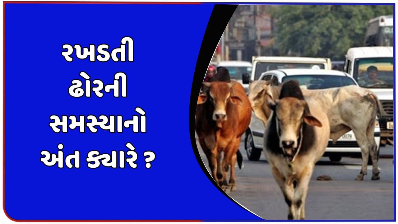 દેવભૂમિ દ્વારકા વીડિયો : ખંભાળીયાના બજાણા રોડ પર બે આખલાની લડાઈમાં વૃદ્ધાનો ખો નિકળી ગયો !