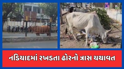 ખેડા : હાઇકોર્ટની ટકોર બાદ પણ નડિયાદ પાલિકા ઊંઘમાં, દરેક વિસ્તારમાં રખડતા ઢોરનું રાજ, જુઓ વીડિયો