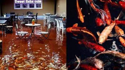 પહેલા જોઈ છે આવી રેસ્ટોરેન્ટ ? માછલીઓ વચ્ચે લોકો માણે છે સ્વાદિષ્ટ ભોજન !