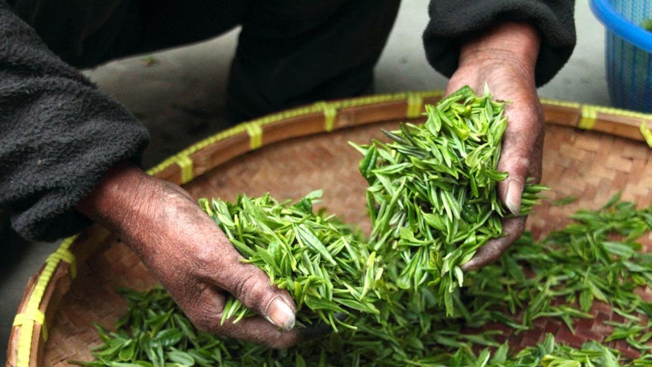 વિશ્વમાં ચાનો સૌથી મોટો ઉત્પાદક દેશ ચીન છે. દર વર્ષે અહીં 24 લાખ ટન ચાનું ઉત્પાદન થાય છે. તો 12.50 લાખ ટન ચાના ઉત્પાદન સાથે ભારત બીજા ક્રમે છે. 