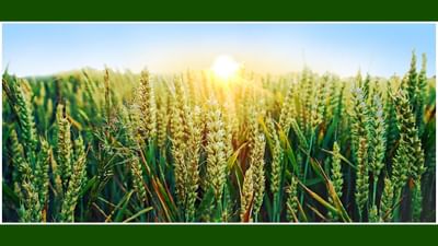 ઘઉંની પાંચ સુધારેલી જાતો: 100 થી 120 દિવસમાં થઈ જશે તૈયાર, જાણો કેટલું આપશે ઉત્પાદન