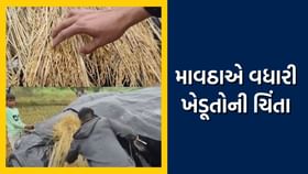 માવઠાએ વધારી ખેડૂતોની ચિંતા, શાકભાજીમાં જીવાત પડવાની ભીતિ માવઠાએ વધારી ખેડૂતોની ચિંતા, શાકભાજીમાં જીવાત પડવાની ભીતિ