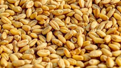 ખેડૂતોને રવિ પાકના બિયારણ સસ્તા ભાવે મળશે, જાણો કેવી રીતે તેની ખરીદી કરી શકાશે