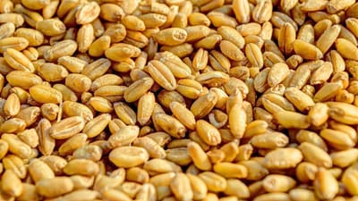 ખેડૂતોને રવિ પાકના બિયારણ સસ્તા ભાવે મળશે, જાણો કેવી રીતે તેની ખરીદી કરી શકાશે