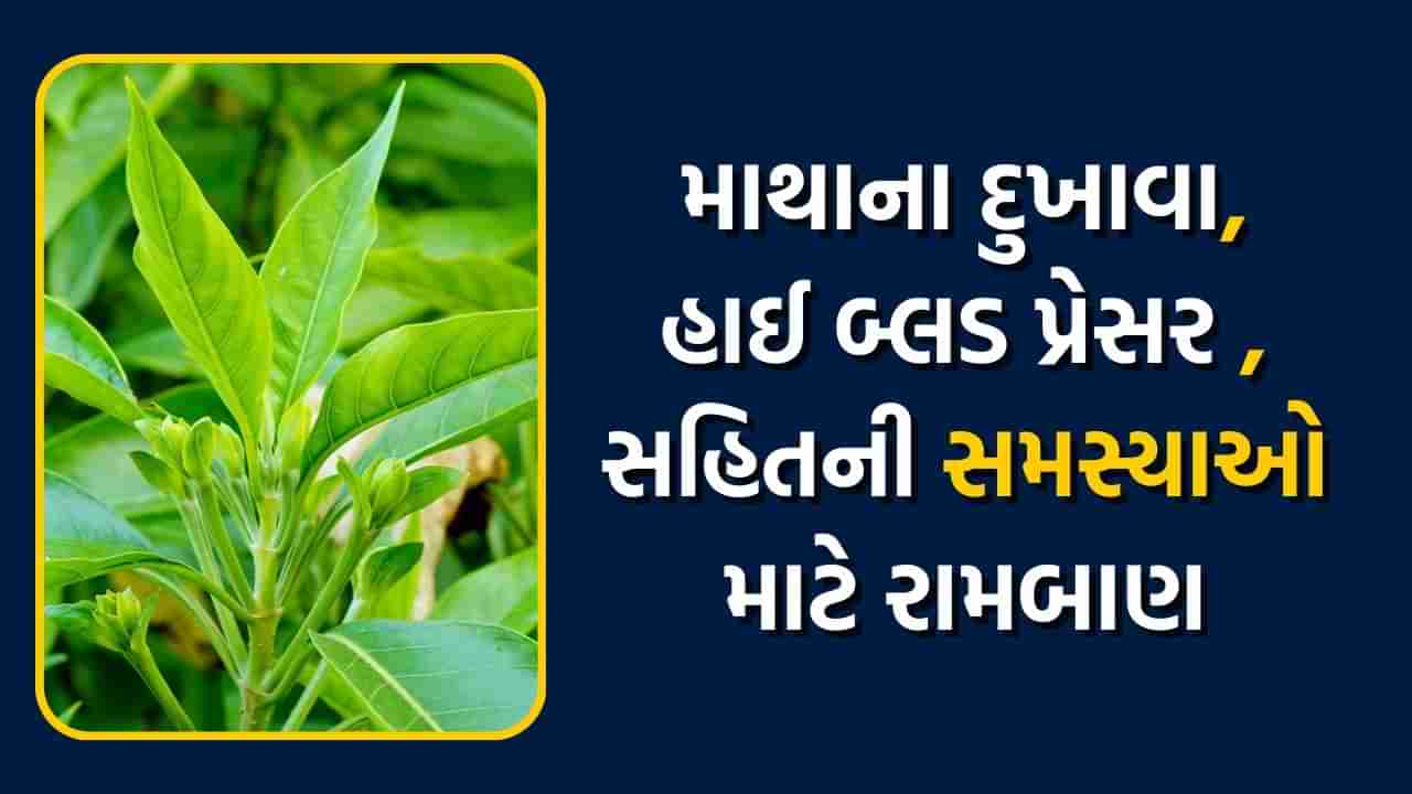 આ પાન છે કુદરતની અમૂલ્ય ભેટ, શિયાળામાં શ્વાસ, હાઈ બીપી સહિતની તમામ સમસ્યાઓ માટે છે અમૃત સમાન, જાણો વિગત