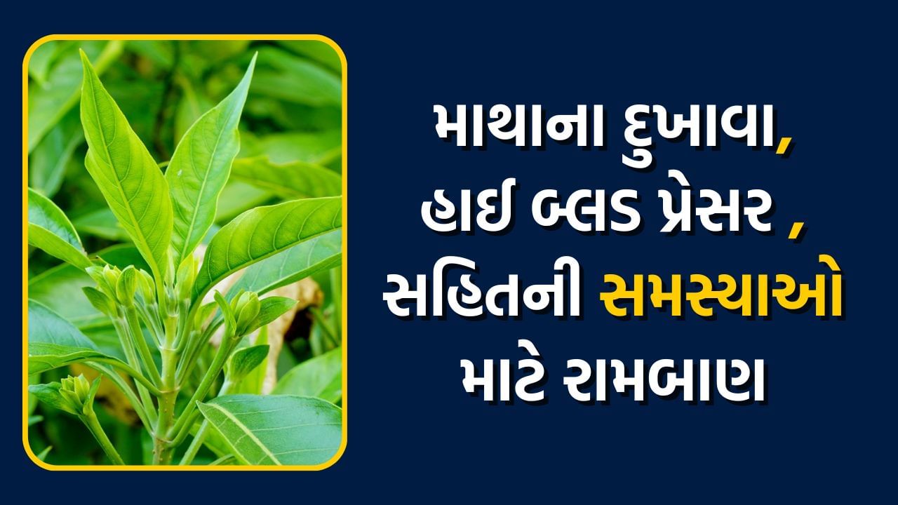 આ પાન છે કુદરતની અમૂલ્ય ભેટ, શિયાળામાં શ્વાસ, હાઈ બીપી સહિતની તમામ સમસ્યાઓ માટે છે અમૃત સમાન, જાણો વિગત