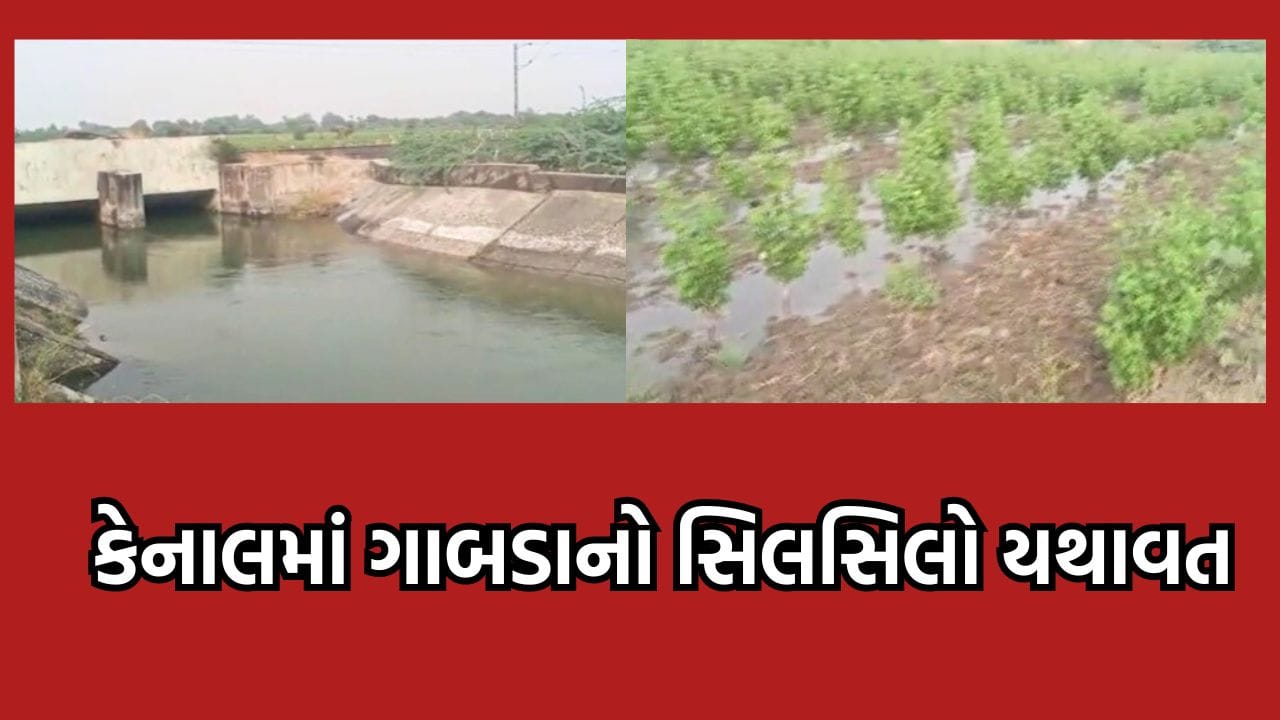 વિરમગામમાં ભોજવા ગામ નજીકથી પસાર થતી કેનાલમાં મસમોટુ ગાબડુ, ખેતરમાં ફરી વળ્યુ પાણી- વીડિયો વિરમગામમાં ભોજવા ગામ નજીકથી પસાર થતી કેનાલમાં મસમોટુ ગાબડુ, ખેતરમાં ફરી વળ્યુ પાણી- વીડિયો
