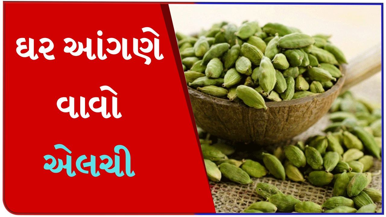 શું તમે મોંઘા ભાવે એલચી ખરીદી રહ્યા છો? તો ઘર આંગણે જ ઉગાડો એલચીનો છોડ