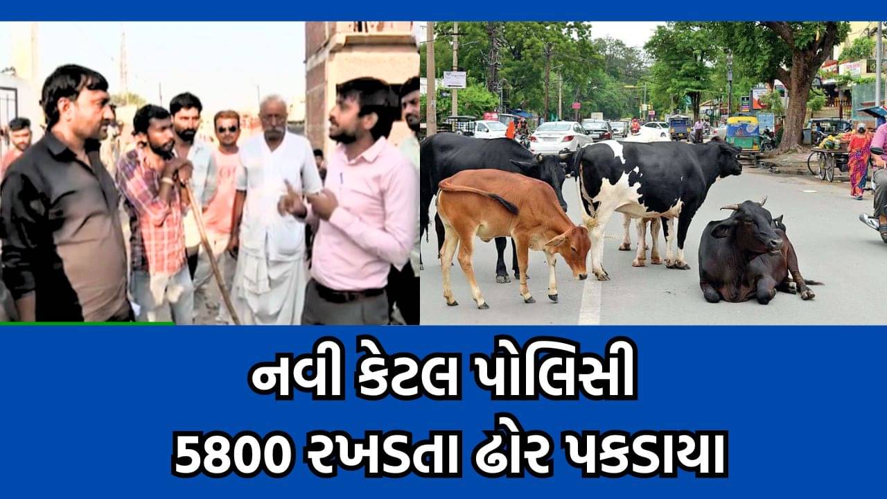 અમદાવાદ : નો કેટલ ઝોનમાંથી તાકીદના ધોરણે રખડતા ઢોરને પકડવાની કામગીરી, 5800 કેટલ ઢોર ડબ્બે પુરાયા-વીડિયો