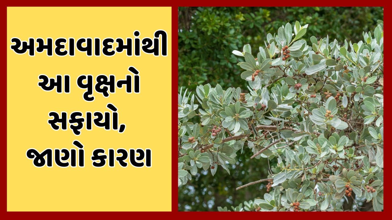 વૃક્ષ જતનની સલાહ આપતી સરકારે જ આ વૃક્ષ પર મુક્યો પ્રતિબંધ, AMC શહેરમાં કાપી રહ્યુ છે આ વૃક્ષ, જાણો શું છે કારણ
