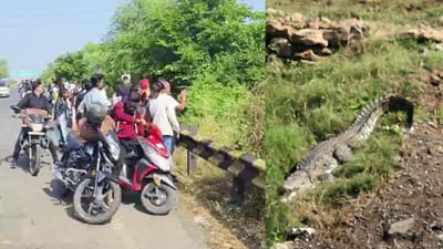 ભરૂચ : જુના નેશનલ હાઇવે પર વરસાદી કાંસમાં મહાકાય મગર નજરે પડ્યો, જુઓ વિડીયો