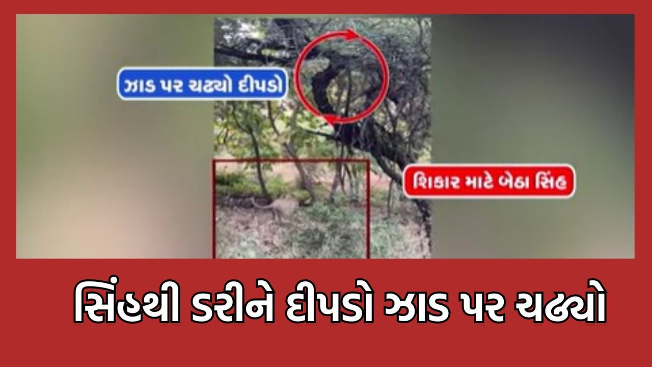 દીપડો અને સિંહને ક્યારેય જોયા છે એકસાથે? ગીરનાર સફારીમાં સામે આવ્યા દુર્લભ દૃશ્યો, જુઓ વીડિયો