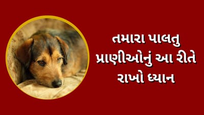 દિવાળી તમારા પાલતુ પ્રાણીઓ માટે બની શકે છે ઘાતક, જો આ બાબતોનું નહીં રાખવામાં આવે ધ્યાન તો જીવ મુકાઈ શકે જોખમમાં