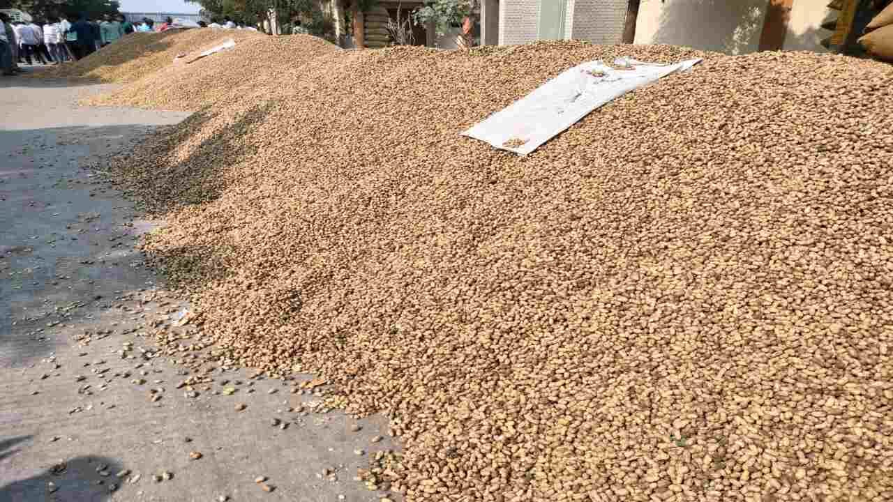 તમિલનાડુથી આવેલા વેપારીઓ દ્રારા મગફળીની વધુ ખરીદી કરાતા ખેડુતોને સારા ભાવ મળે છે. એક મણના ભાવ રૂ.1200થી 2200 સુધીનો મગફળીના ભાવ ખેડુતોને મળે છે. સારી મગફળીના ભાવ ખેડુતોને સારા મળે છે. તેથી હાપા માર્કેટીંગ યાર્ડમાં ખેડુતો અન્ય જીલ્લામાંથી મગફળીના વેચાણમાં આવે છે.