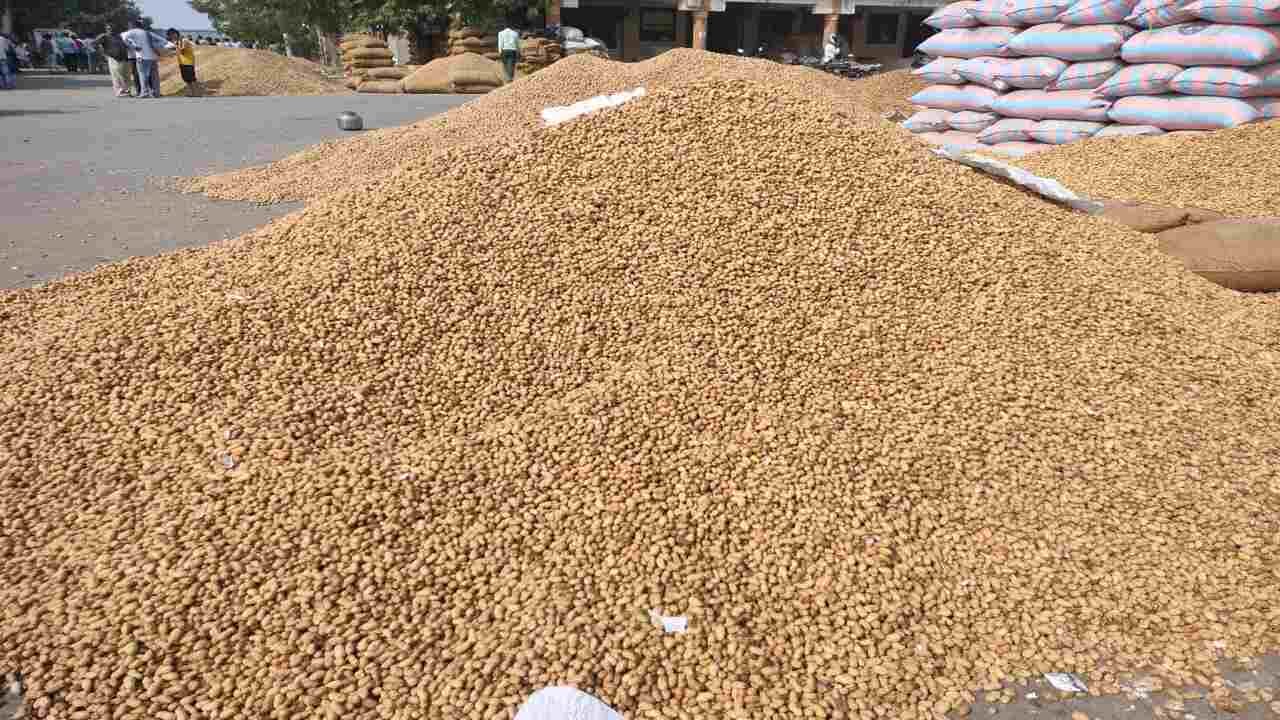 સૌરાષ્ટ્રના 7 જીલ્લામાંથી ખેડુતો પોતાની મગફળી લઈને હાપા યાર્ડમાં આવે છે. મોરબી,સોમનાથ,અમરેલી,રાજકોટ,પોરબંદર,દ્રારકા,જુનાગઢ જીલ્લાના ખેડુતો જામનગર મગફળી માટે હાપા યાર્ડમાં આવે છે.ખેડુતોને સ્થાનિક કક્ષાના યાર્ડ કરતા અહીના યાર્ડમાં વધુ ભાવ મળતા હોય છે.તેથી મગફળી વેચાણ માટે ખેડુતો હાપા યાર્ડમાં આવતા હોય છે.