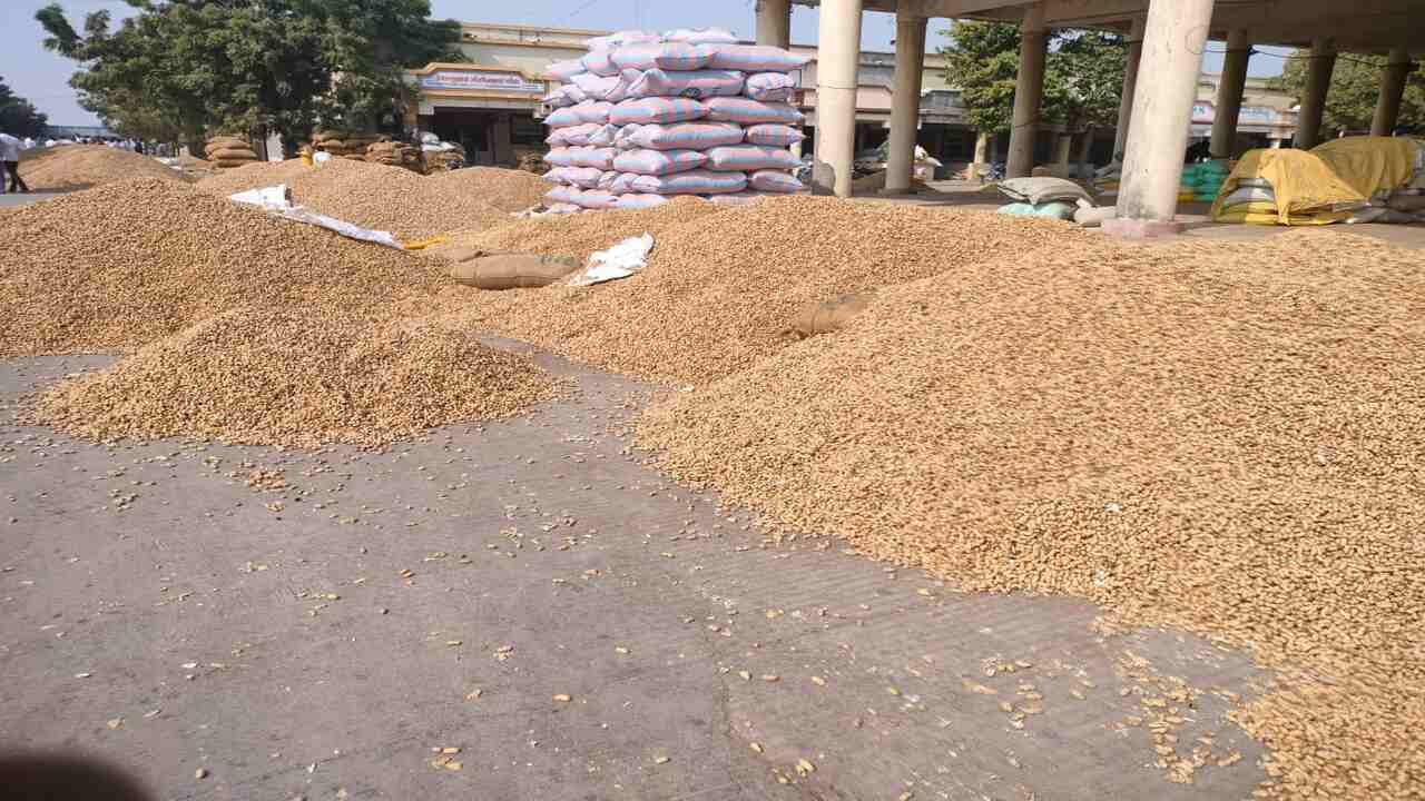 દર વર્ષે મોટી સંખ્યામાં તમિલનાડુથી વેપારી હાપા માર્કેટીંગ યાર્ડમાં મગફળીની ખરીદી માટે આવે છે. છેલ્લા 7 વર્ષથી તમિલનાડુથી વેપારીઓ મગફળીની ખરીદી માટે આવે છે. તમિલનાડુમાં વાવેતર માટે સૌરાષ્ટ્રની મગફળીની ખરીદી કરે છે. સૌરાષ્ટ્રની મગફળીની તમિલનાડુમાં માંગ વધતા ભાવમાં ઉછાળો છે. આ વર્ષે તમિલનાડુથી 25 વેપારીઓ મગફળીની ખરીદી માટે આવ્યા છે. હાપા યાર્ડમાં વેપારીઓની સંખ્યા વધુ અને તમિલનાડુથી આવેલા વેપારીઓના કારણે મગફળીના ભાવ સારા મળે છે. ખેડુતો અન્ય તાલુકા અને જીલ્લામાંથી અહી મગફળીના વેચાણ માટે આવે છે. જયારે મગફળીની આવક શરૂ થવાની હોય ત્યારે રાત્રીથી વાહન સાથે યાર્ડે પહોચી જાય છે.