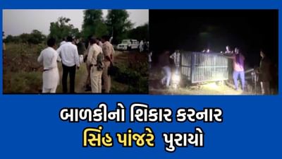 અમરેલી : સાવરકુંડલાના આદસંગ ગામે આદમખોર સિંહે બાળકીનો કર્યો શિકાર, વનવિભાગે સિંહને પાંજરે પુર્યો અમરેલી : સાવરકુંડલાના આદસંગ ગામે આદમખોર સિંહે બાળકીનો કર્યો શિકાર, વનવિભાગે સિંહને પાંજરે પુર્યો