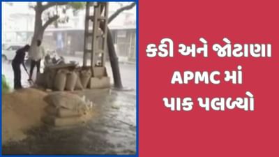 કડી અને જોટાણા માર્કેટયાર્ડમાં જણસી ભારે કમોસમી વરસાદમાં પલળી ગઈ, જુઓ કડી અને જોટાણા માર્કેટયાર્ડમાં જણસી ભારે કમોસમી વરસાદમાં પલળી ગઈ, જુઓ