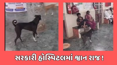 જામનગર સમાચાર : સરકારી હોસ્પિટલમાં શ્વાનના આંટાફેરા મારતા હોવાનો વીડિયો થયો વાયરલ