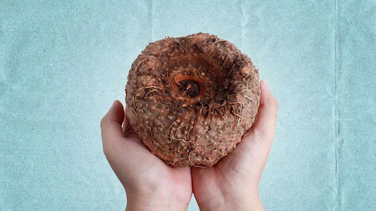 જીમીકાંડ(સૂરણ) ચોખા બનાવીને ખાવું એ પણ હેલ્ધી ઓપ્શન બની શકે છે. જીમીકંદ ચોખા તૈયાર કરવા માટે, સૌપ્રથમ જીમીકંદને સારી રીતે છોલી, તેને નાના કદમાં કાપીને ઉકાળો. જો તમે જીમીકંદને ઉકાળો નહીં તો તમને ગળામાં ખંજવાળની સમસ્યાનો પણ સામનો કરવો પડી શકે છે. બાફેલા જીમીકંદ(સૂરણ)ને સારી ધોવો અને તેમાં સરસવનું તેલ, લીંબુનો રસ, સરસવની પેસ્ટ અને લીલાં મરચાં નાખીને મિક્સ કરો.