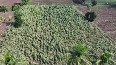 ભરૂચ : પહેલા પૂર અને હવે માવઠાએ ખેડૂતોને પડતાં પર પાટુ માર્યું, જુઓ ખેતીમાં નુકસાનના આકાશી દ્રશ્યો