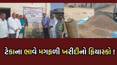 ગીર સોમનાથ: કોડિનારમાં ટેકાના ભાવે મગફળી ખરીદીને નીરસ પ્રતિસાદ, પ્રથમ દિવસે આવ્યા માત્ર 10 ખેડૂત- જુઓ વીડિયો ગીર સોમનાથ: કોડિનારમાં ટેકાના ભાવે મગફળી ખરીદીને નીરસ પ્રતિસાદ, પ્રથમ દિવસે આવ્યા માત્ર 10 ખેડૂત- જુઓ વીડિયો