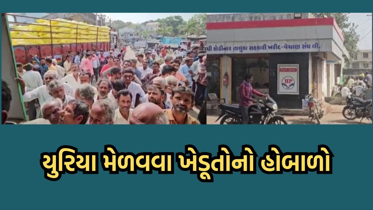 ગીરસોમનાથ: કોડિનારમાં યુરિયા ખાતર માટે હોબાળો, પોલીસ બોલાવવી પડી, ખેડૂતોનો રોષ થયો વીડિયોમાં કેદ ગીરસોમનાથ: કોડિનારમાં યુરિયા ખાતર માટે હોબાળો, પોલીસ બોલાવવી પડી, ખેડૂતોનો રોષ થયો વીડિયોમાં કેદ