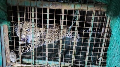 તાપીના વ્યારામાં કોહલી ગામેથી દીપડી બાદ હવે દીપડો પાંજરો પુરાયો- વીડિયો