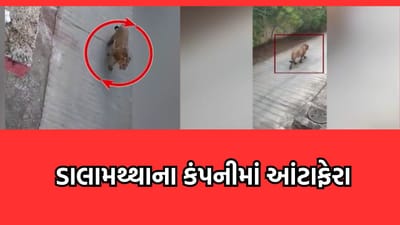 અમરેલી: જાફરાબાદના લુણસપુર ગામે આવેલી કંપનીમાં ઘુસ્યા બે સિંહ- જુઓ વીડિયો અમરેલી: જાફરાબાદના લુણસપુર ગામે આવેલી કંપનીમાં ઘુસ્યા બે સિંહ- જુઓ વીડિયો