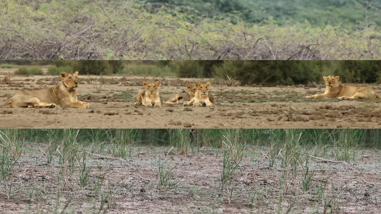 રાજુલા રેવન્યુ વિસ્તારમાં હાલમાં આ સિંહણની દરેક મુવમેન્ટ પર વનવિભાગ નજર રાખી રહ્યુ છે. સતત મોનિટરીંગ કર્યુ રહ્યુ છે. ક્યાં વસવાટ કરી રહી છે,  કેવી રીતે રહે છએ તે દરેક બાબત પર વિશેષ નજર રાખવામાં આવી રહી છે. Input Credit Jaydev kathi- Amreli