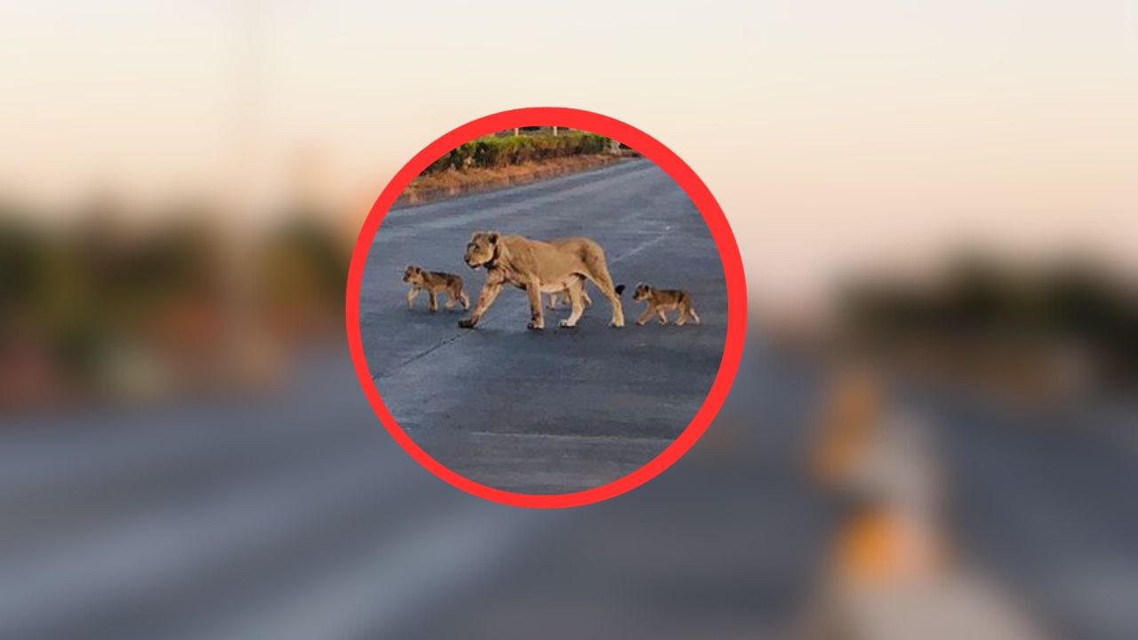  ઘટના બાદ એક સિંહબાળ સાથે સિંહણ તેને બચાવવા અને ફરી પોતાના રાજુલા સામ્રાજ્યમાં સ્થાઈ થવા માટે ભ્રમણ કરવા લાગી, આ સિંહણ સિંહબાળ સાથે એટલુ ચાલી કે ફરતી ફરકતી તે છેક પોરબંદર સુધી પહોંચી ગઈ. અલગ અલગ વિસ્તારોમાંથી 300 કિલોમીટર સુધી તેની પર નજર રાખી રહેલુ વન વિભાગ પણ ચોંકી ઉઠ્યુ. જો કે 300 કિલોમીટર સુધીના સિંહણના આ સંઘર્ષે વર્લ્ડ રેકોર્ડ સર્જી નાખ્યો.