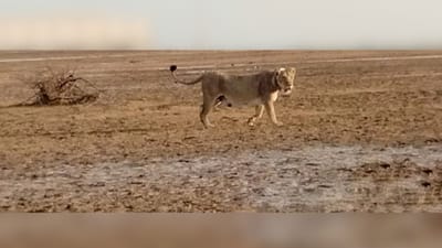 એશિયાટિક લાયન કે આફ્રિકન લાયનના ઈતિહાસમાં કોઈપણ સિંહ કે સિંહણે 300 કિલોમીટરની યાત્રા કરી નથી. પરંતુ એકમાત્ર રાજુલાની રાણી એ વર્લ્ડ રેકોર્ડ સર્જ્યો છે અને ક્વિને પોતાનુ વર્ચસ્વ બચાવવા અત્યાર સુધીની સૌથી લાંબી સફર ખેડી છે. એશિયાટિક લાયન એ માત્ર ગુજરાત જ નહીમ પરંતુ સમગ્ર દેશનુ ઘરેણુ છે. દેશની શાન ગણાતા આ સાવજો હરહંમેશ કંઈકને અલગ કરવા માટે જાણીતા છે. આવી જ કંઈક અનોખો વર્લ્ડ રેકોર્ડ રાજુલાના રેવન્યુ વિસ્તારની ક્વિને  રેવન્યુ બનાવ્યો છે. 