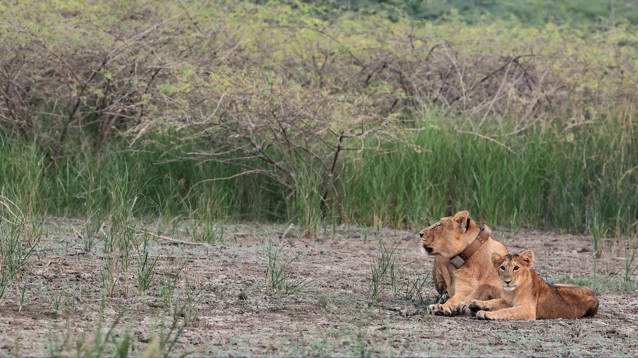 સિંહ નિષ્ણાંતોના જણાવ્યા મુજબ આ ઘટનાની ગંભીરતા સમજી સિંહ કે સિંહબાળ ભટક્તા ભટક્તા કોઈ અકસ્માતનો ભોગ ન બને તે હેતુથી તેમની સુરક્ષાને ધ્યાને લઈ વનવિભાગ દ્વારા રાજુલા રેવન્યુ વિસ્તારમાં મુક્ત કરી દેવાઈ છે. 