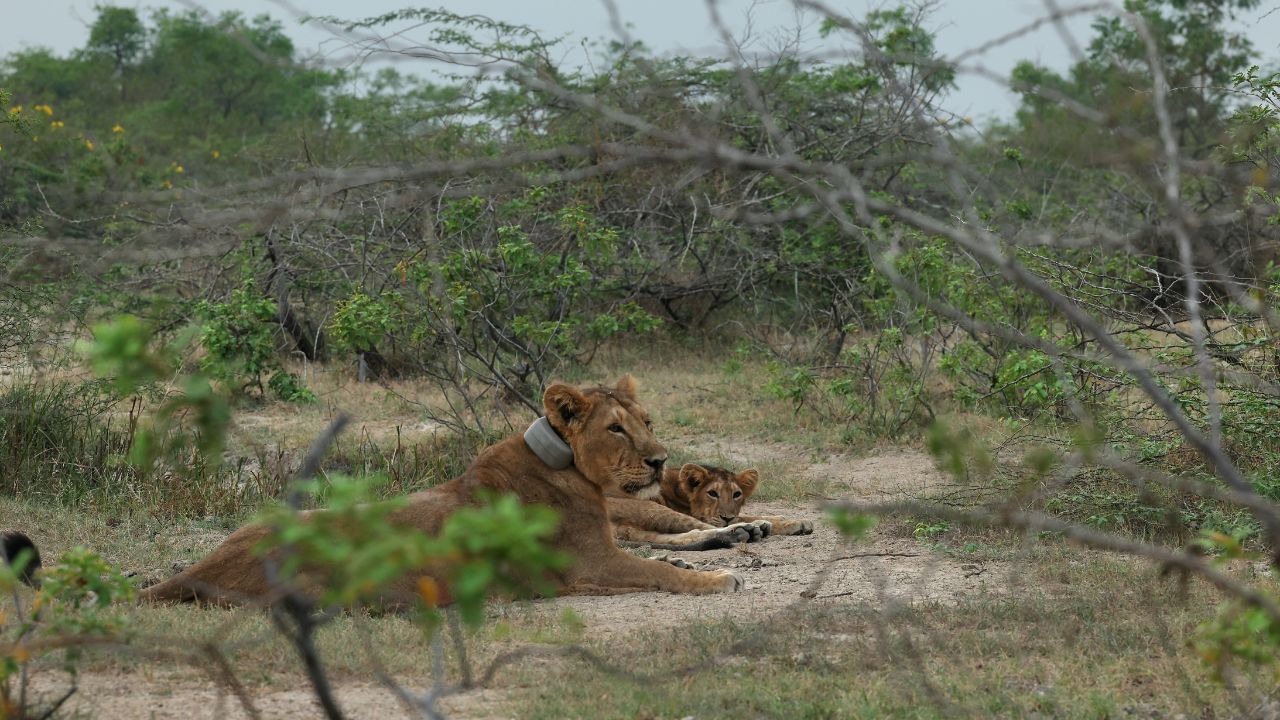 આ સિંહણની ખાસિયત એ છે કે તેણે 10 વર્ષની ઉમરે ચાર બચ્ચાને જન્મ આપ્યો હતો. 10 વર્ષથી મોટી ઉમરે કોઈ સિંહણ ભાગ્યે જ ચાર બચ્ચાને જન્મ આપે છે. બીજી ખાસિયત એ છે કે ક્વિન જ્યારે બીજી વખત માતા બની ત્યારે તેના પ્રથમ બાળકો 13 મહિનાના હતા. સામાન્ય રાતે સિંહણના બે વખત માતૃત્વ ધારણ કરવા વચ્ચે 2 વર્ષનું અંતર રહે છે. પરંતુ ક્વિને 13 મહિનાના અંતરાલમાં બાળકોને જન્મ આપ્યો. જે એક વર્લ્ડ રેકોર્ડ છે. 