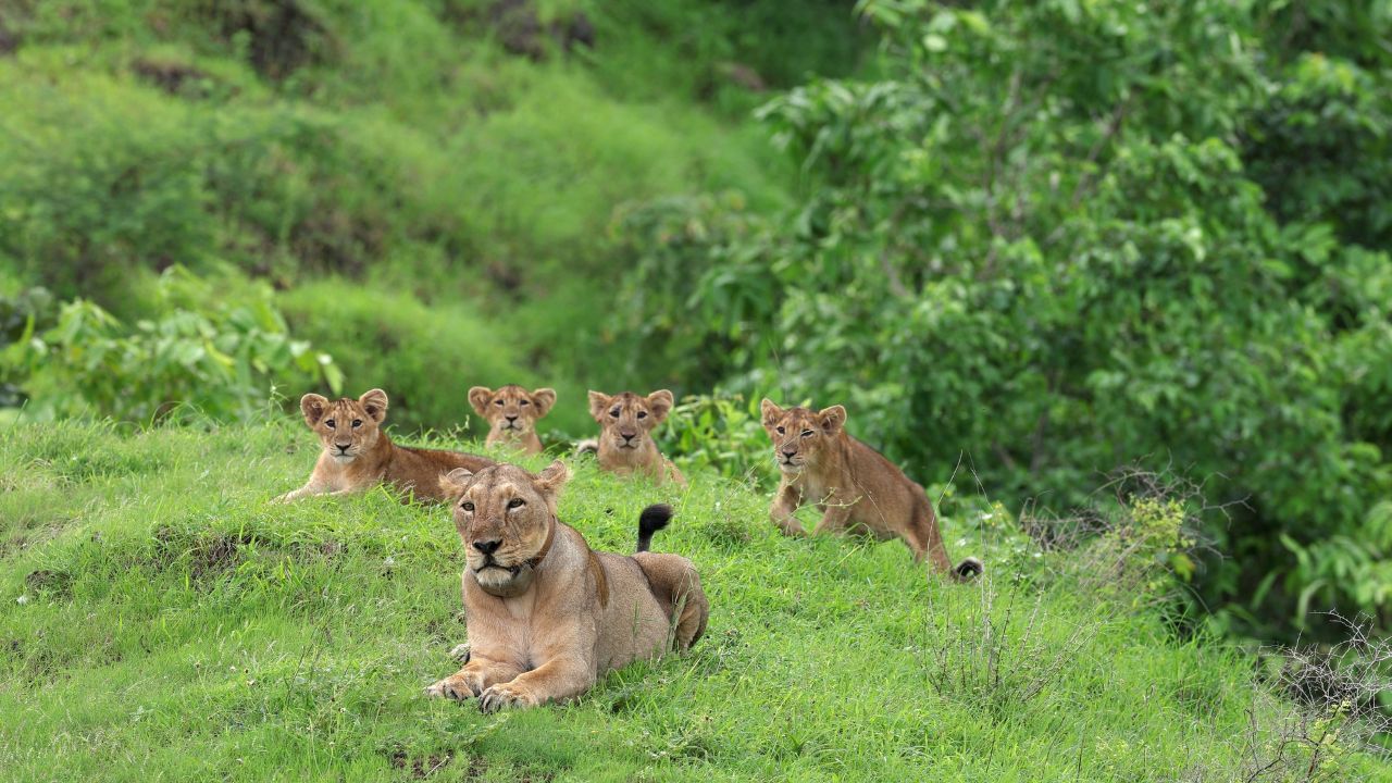 રાજુલાની રાણી ક્વિન રેવન્યુ વિસ્તારમાં તેના 4 બચ્ચા સાથે ફરતી હતી. આ દરમિયાન ત્યાંથી પસાર થઈ રહેલી એક વ્યક્તિ પર સિંહણે તેના બચ્ચાને આ માણસ ઈજા પહોંચાડશે તેવી દહેશતને કારણે હુમલો કરી દીધો હતો. જેમા એ વ્યક્તિને સામાન્ય ઈજા પહોંચી હતી. આ ઘટના બાદ વનવિભાગે પાંજરુ મુકી સિંહણને ગીર અભયારણ્ય વિસ્તારમાં છોડી દીધી હતી. આથી તે માનવ વસાહતમાં ન આવી ચડે. જ્યારે આ સિંહણને ગીરમાં મુક્ત કરવામાં આવી એ સમયે તેની સાથે ચાર સિંહબાળ પણ હતા. જો કે અન્ય સિંહ સાથે વર્ચસ્વની લડાઈમાં તેના ત્રણ સિંહબાળના મોત થયા. 