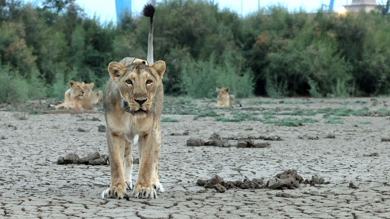 સિંહો ઉપર સંશોધન કરનારા સિંહ નિષ્ણાંતોના જણાવ્યા મુજબ ક્વીન રાજુલાની રાણી છે અને ઘણી પ્રભાવશાળી સિંહણ છે. આ રાજુલાની રાણી તેના ભવ્ય દેખાવ, બહાદુરી અને મક્કમ મનોબળ માટે પ્રસિદ્ધ છે. મોટાભાગે નીલગાય જેવા જ મારણો કરે છે. સામાન્ય પશુ જેવા ખૂબ ઓછા મારણો કરે છે ઉપરાંત અન્ય સિંહોને સાચવે છે સાથે રાખે છે જેથી અન્ય સિંહો આ રાણીની રાહ જોઈ રહ્યા હતા.રાજુલામાં તેણે પોતાના બચ્ચા સિવાયના 7 સિંહબાળોને જતનથી ઉછેર્યા છે. તેના આ પ્રેમાળ સ્વભાવને કારણે તેને ક્વીનનું નામ અપાયુ છે. 