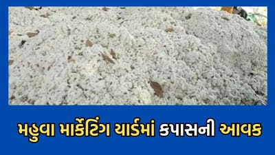 ભાવનગર: મહુવા માર્કેટિંગ યાર્ડમાં કપાસની આવક, પૂરતા ભાવ ન મળતા ખેડૂતો નિરાશ- વીડિયો