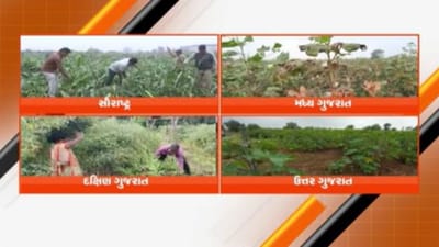 માવઠાએ વેર્યો વિનાશ, રાજ્યભરમાં જીરુ, ઘઉં, તુવેર, એરંડાનો પાક ધોવાયો, દક્ષિણ ગુજરાતમાં 40 કરોડથી વધુના નુકસાનનો અંદાજ