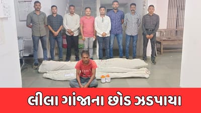 પંચમહાલ : SOGએ ઘોઘંબાના ગોદલી ગામમાંથી રૂ.2.89 લાખના લીલા ગાંજાના છોડ ઝડપ્યા