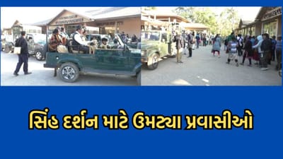 જુનાગઢ: દિવાળી વેકેશનમાં સિંહોના ગઢમાં ઉમટી પ્રવાસીઓની ભીડ, સાસણ ગીરમાં સિંહ દર્શન માટે ઉમટ્યા લોકો- વીડિયો
