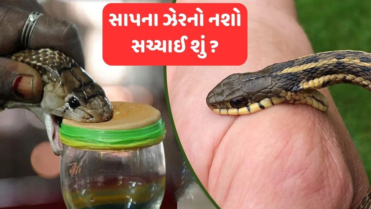 સાપના ઝેરનો નશો શું ખરેખર નશો કરવા માટે સાપના ઝેરનો ઉપયોગ થાય છે