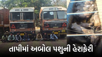 સોનગઢ પોલીસે પશુ ભરીને મહારાષ્ટ્ર કતલખાને લઈ જવાતી ટ્રક ઝડપી, 4 ટ્રકમાંથી કુલ 69 ભેંસ બચાવાઈ