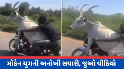 રસ્તા પર નીકળી અનોખી સવારી, આખલાને બાઈક પર બેસાડી યુવકે મચાવી ધમાલ