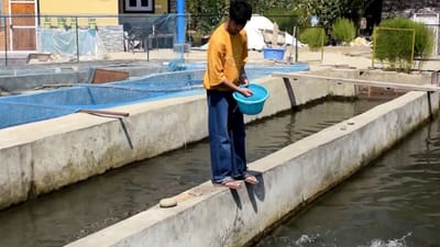 કાશ્મીરી યુવક ફૈઝાન મુઝફ્ફર માછલીની ખેતીમાંથી કરી રહ્યો છે સારો નફો, જુઓ વીડિયો