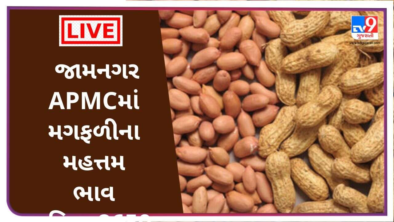 જામનગર APMCમાં મગફળીના મહત્તમ ભાવ રૂપિયા 8650 રહ્યા, જાણો જુદા-જુદા પાકના ભાવ
